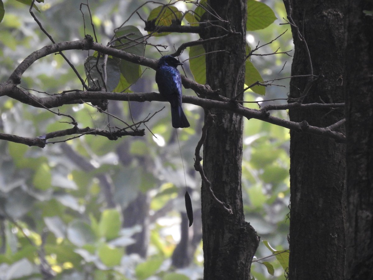 Lesser Racket-tailed Drongo - Mohit Aggarwal