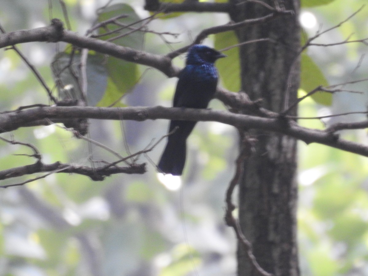 Lesser Racket-tailed Drongo - ML522942421