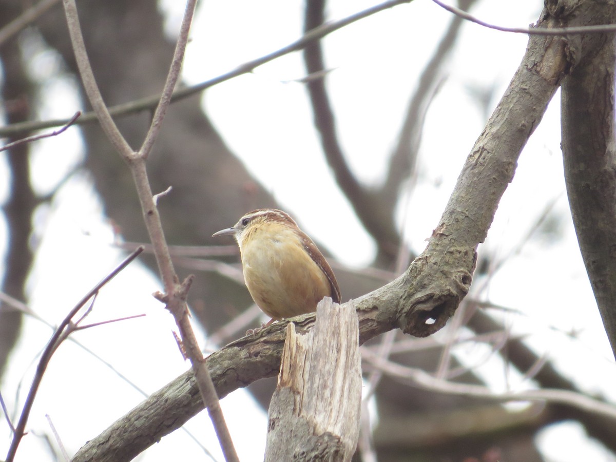 Carolina Wren - ML52294281