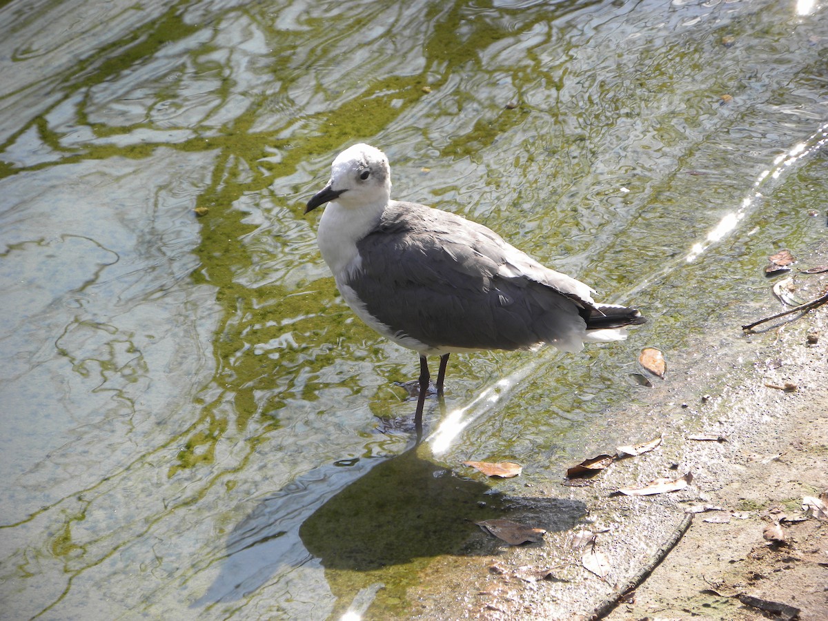 Laughing Gull - ML522943481