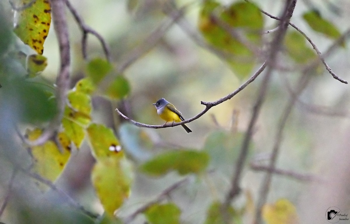 Gray-headed Canary-Flycatcher - ML522943491