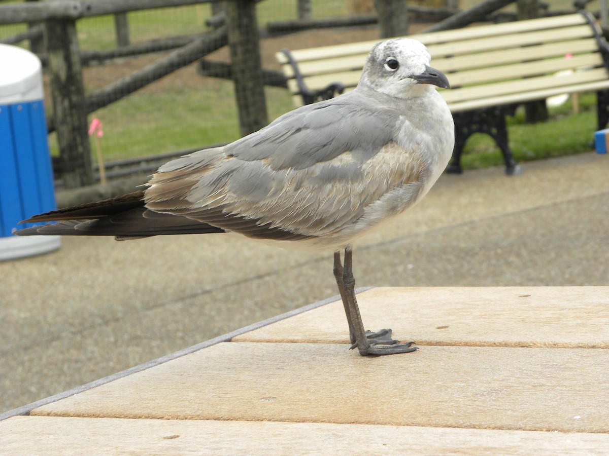 Laughing Gull - ML522943741