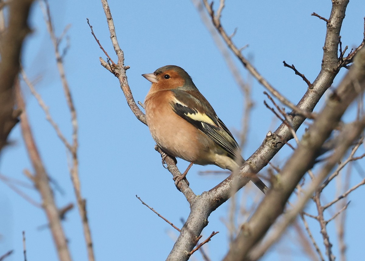 Common Chaffinch - ML522944771