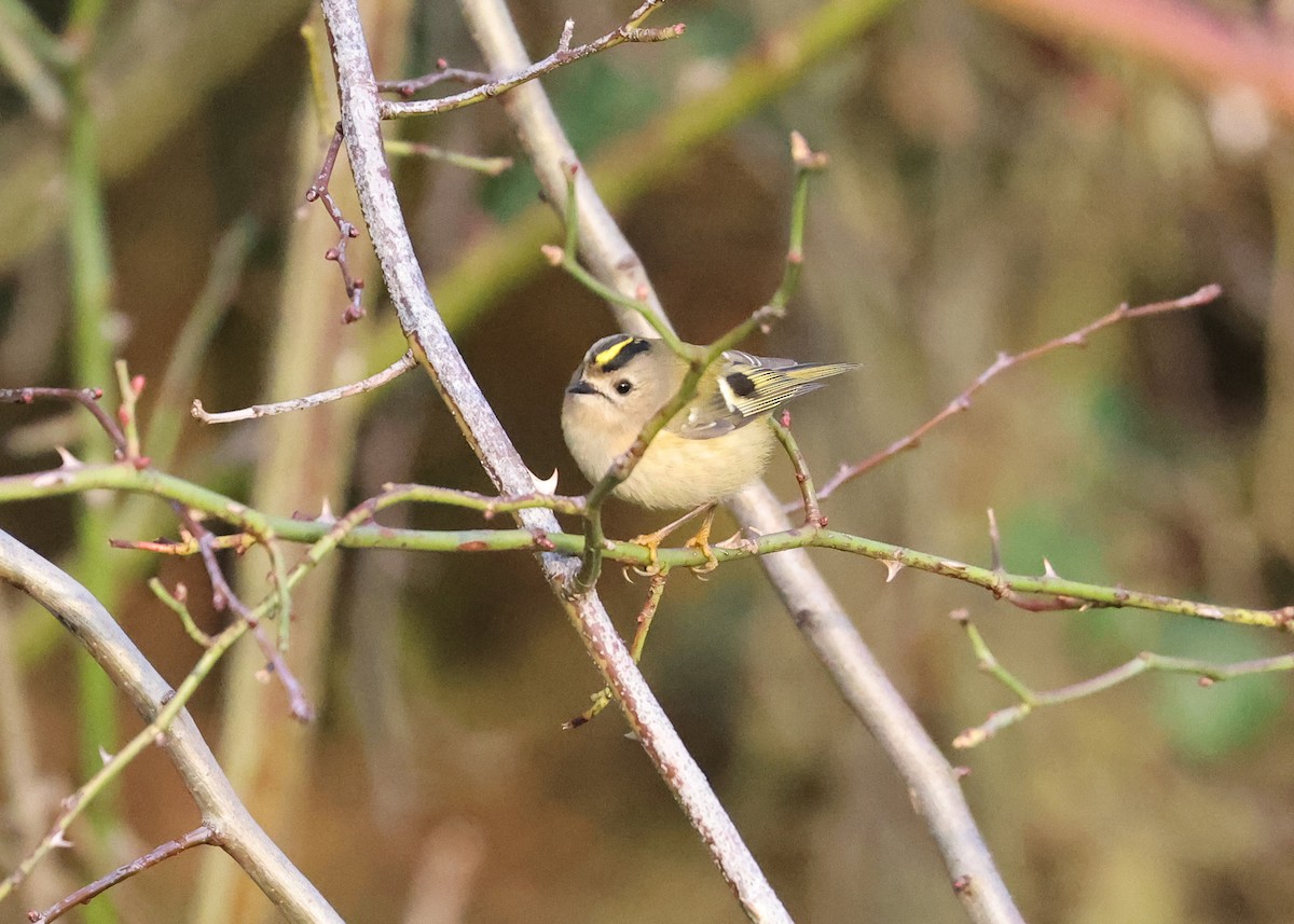 Goldcrest - ML522944981