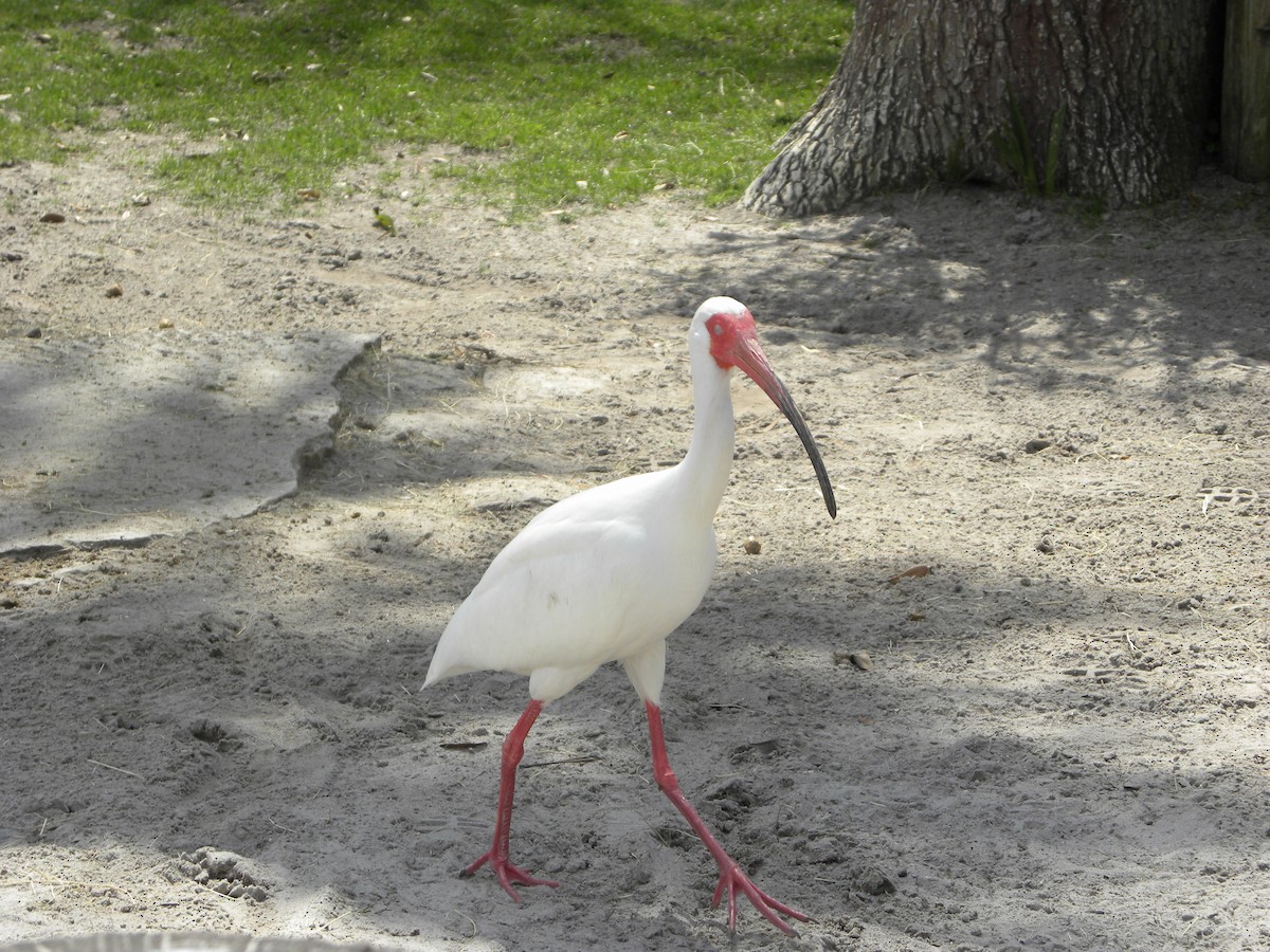 White Ibis - ML522945371