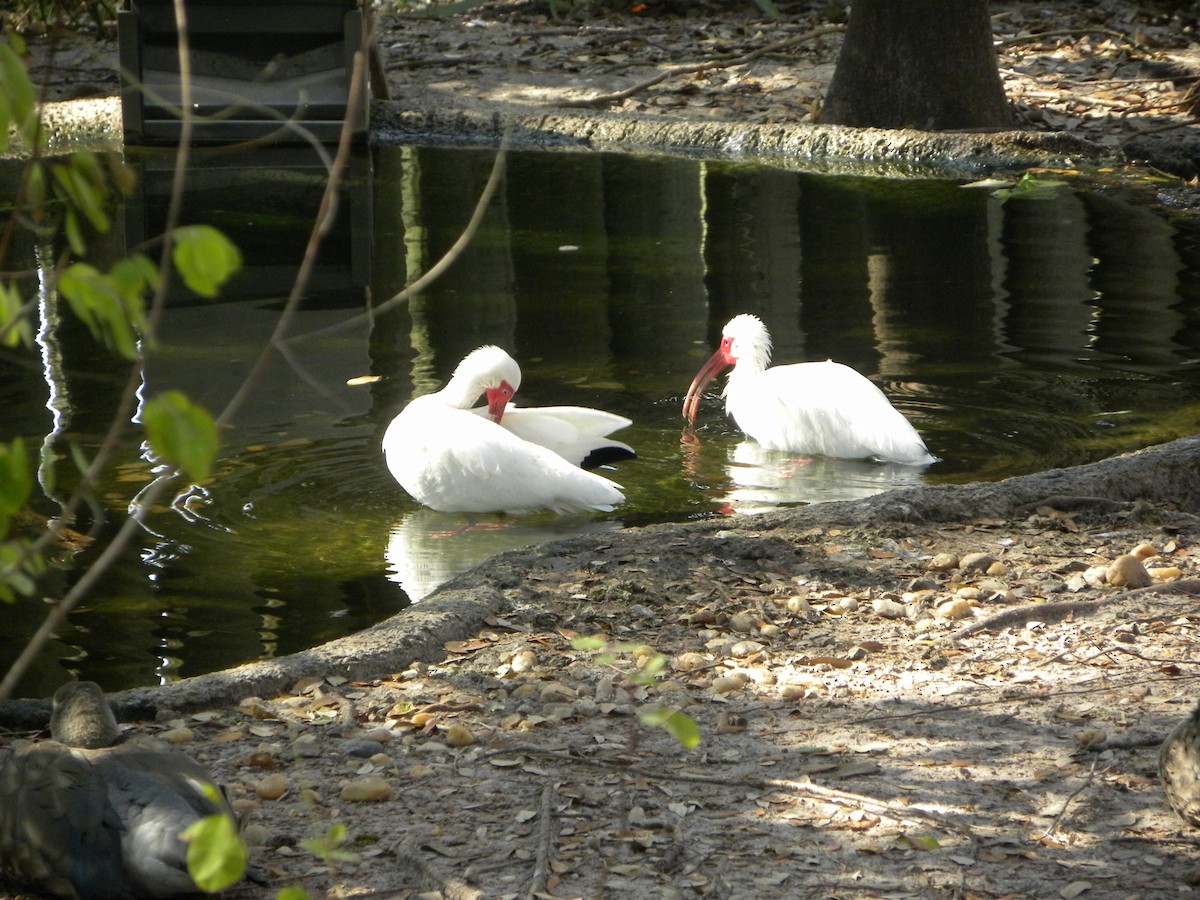 White Ibis - ML522945381