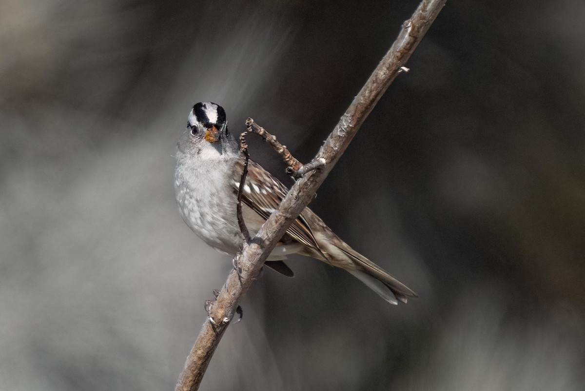White-crowned Sparrow - ML522945741