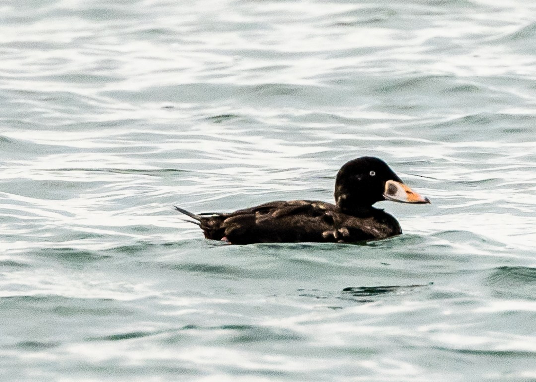 Surf Scoter - Daniel PICARD