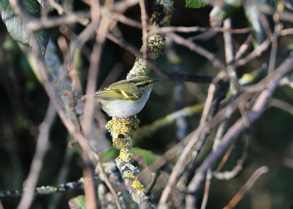 Pallas's Leaf Warbler - ML522945861