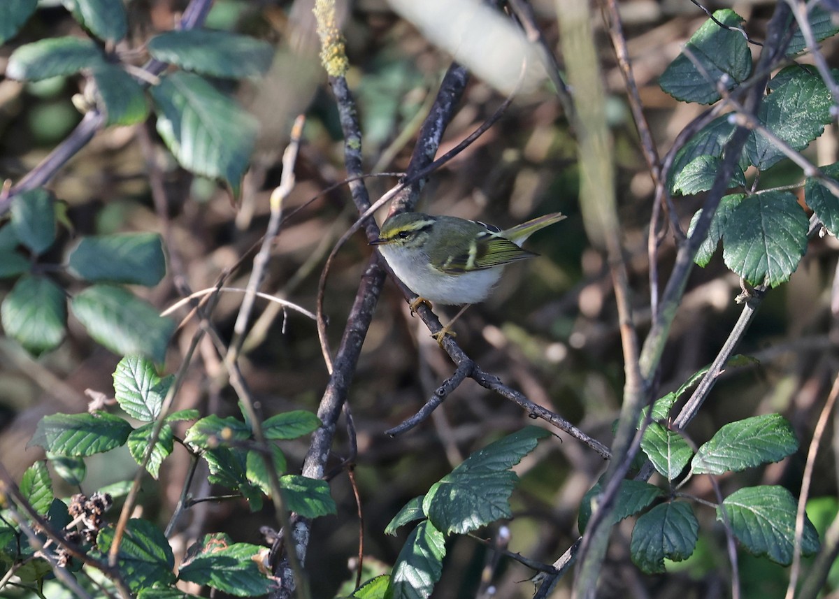 Pallas's Leaf Warbler - ML522946091