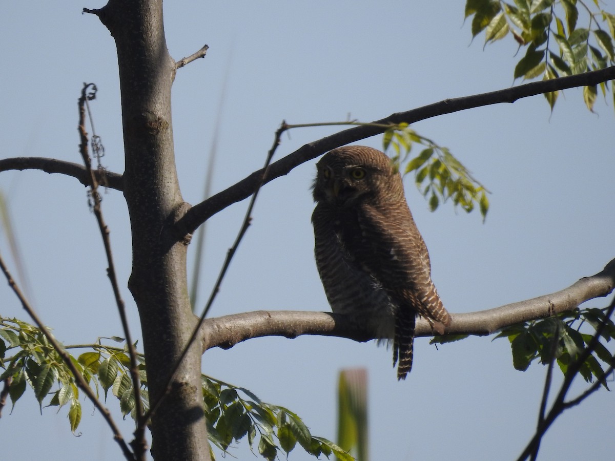 Jungle Owlet - ML522946321