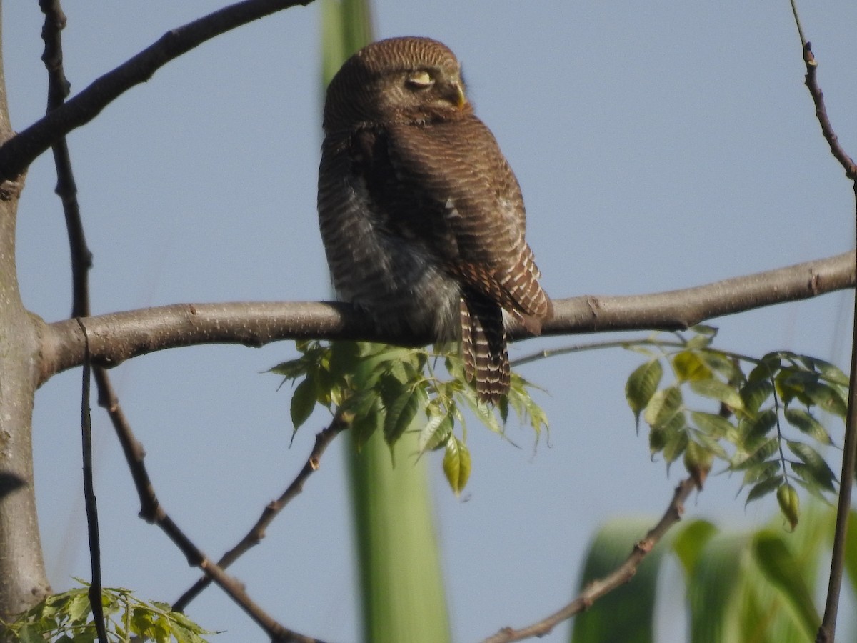 Jungle Owlet - Mohit Aggarwal