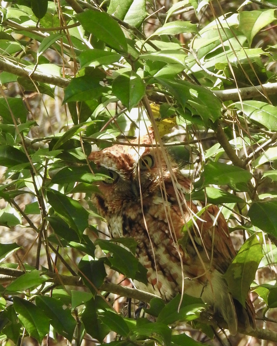 Eastern Screech-Owl - ML52294691