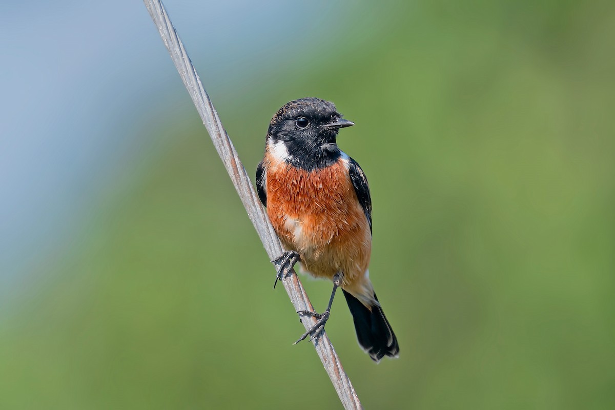 Siberian Stonechat - ML522947281