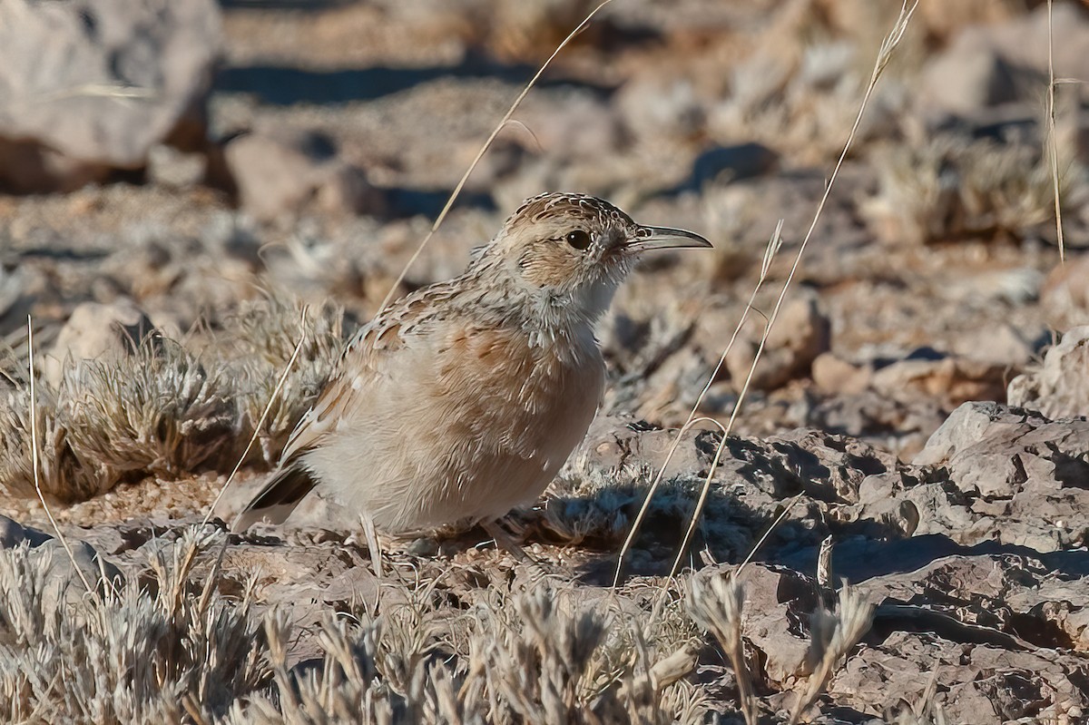 Spike-heeled Lark (Spike-heeled) - ML522950061