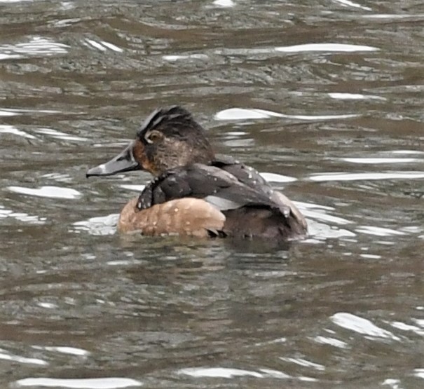 Ring-necked Duck - ML522950711