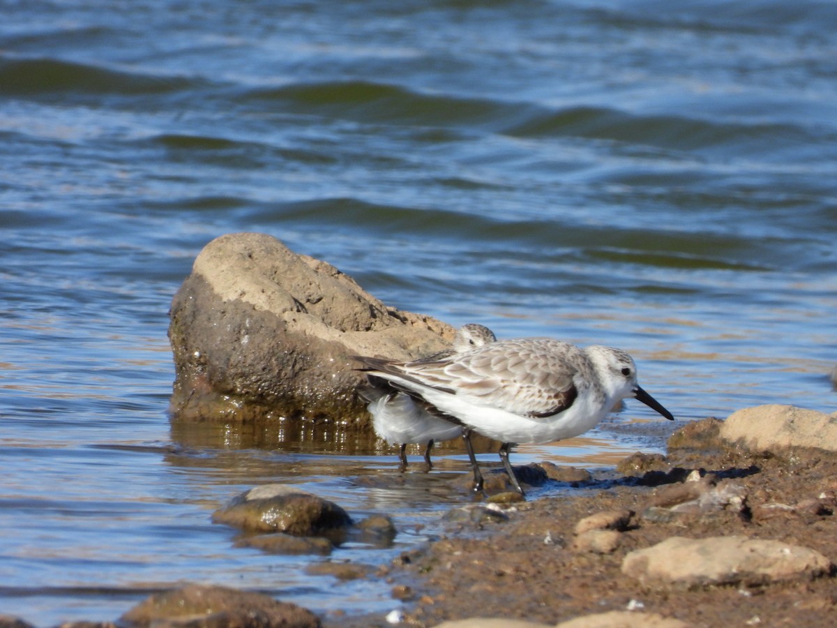 Sanderling - ML522951971