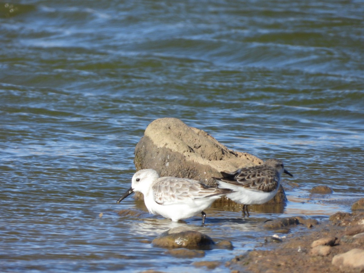 Sanderling - ML522951991