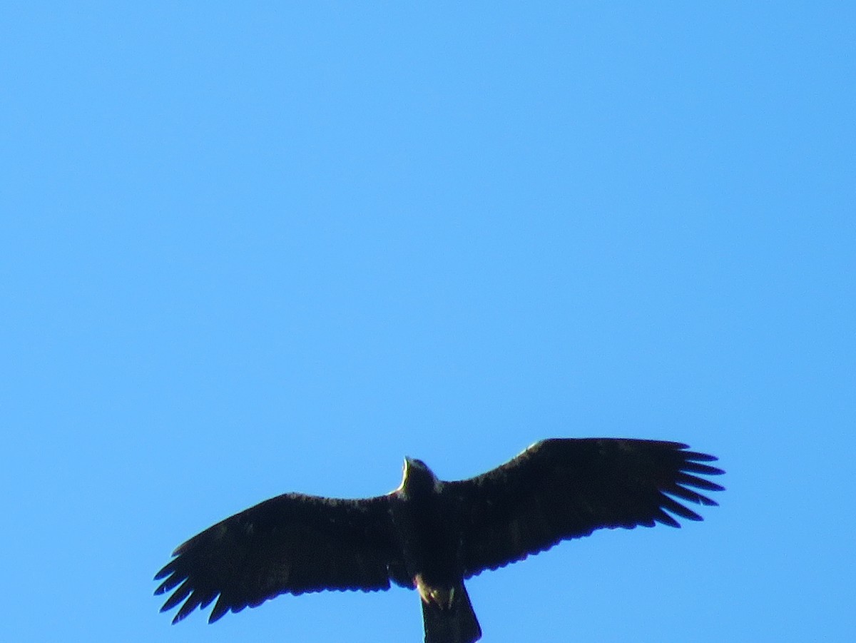 Spanish Eagle - ML52295221