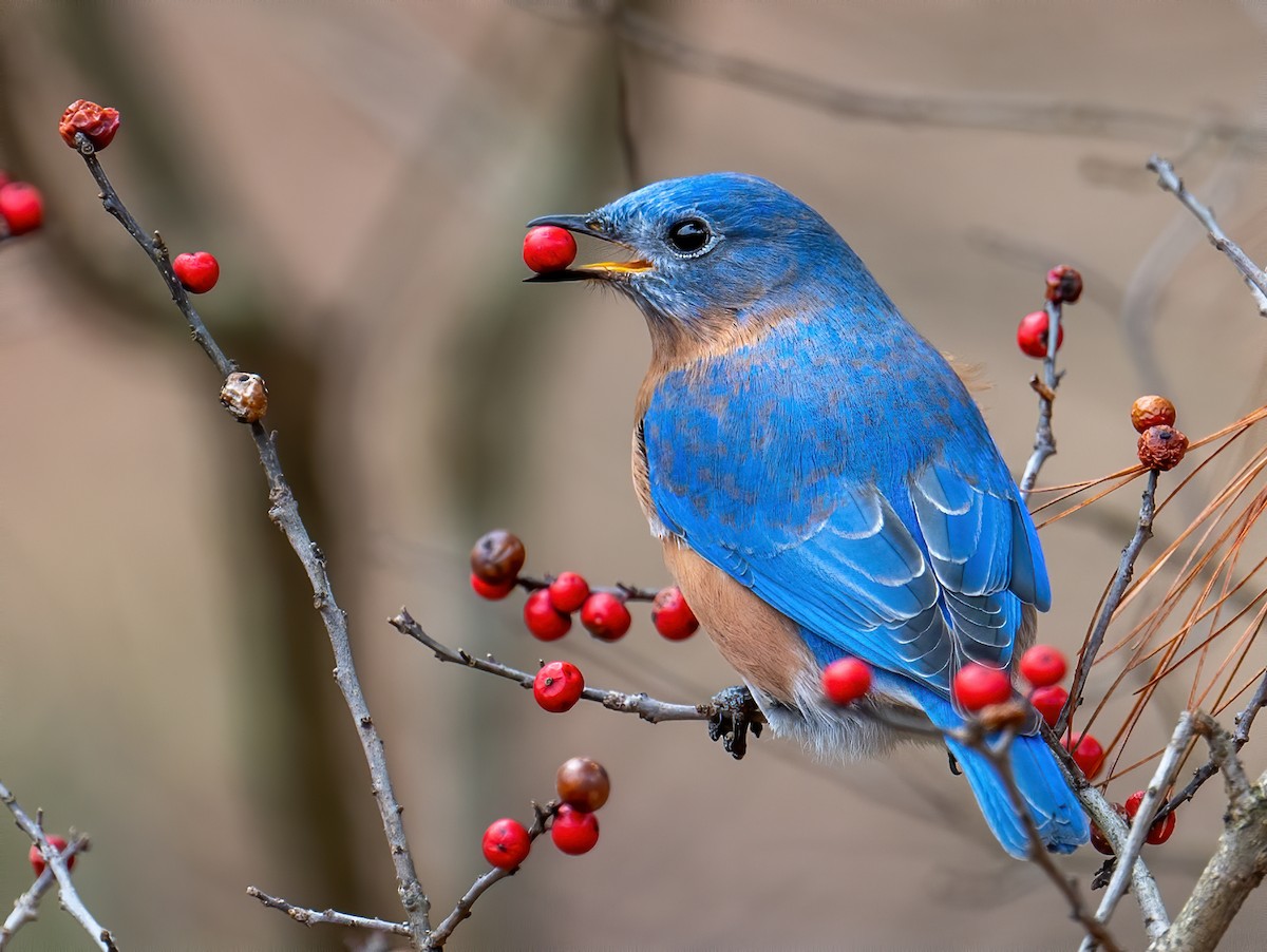 Eastern Bluebird - ML522952961