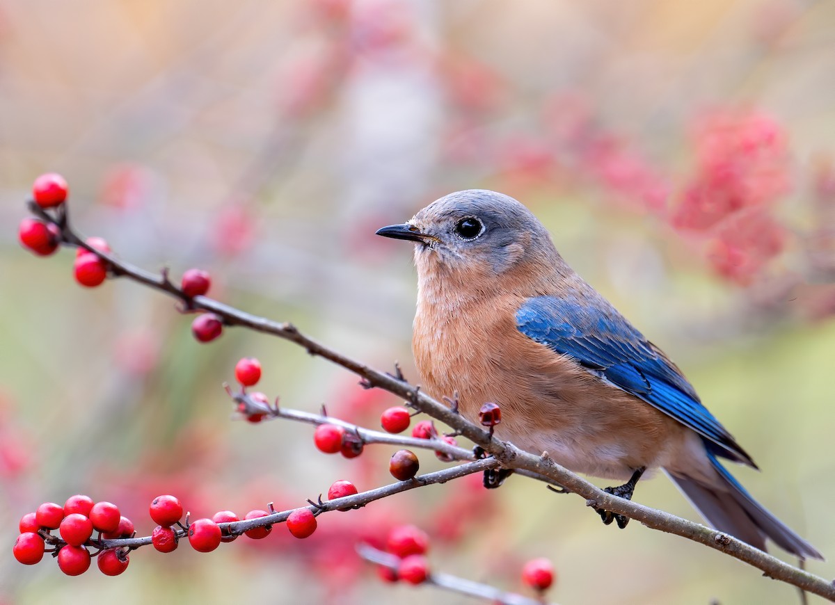 Eastern Bluebird - Matthew Addicks