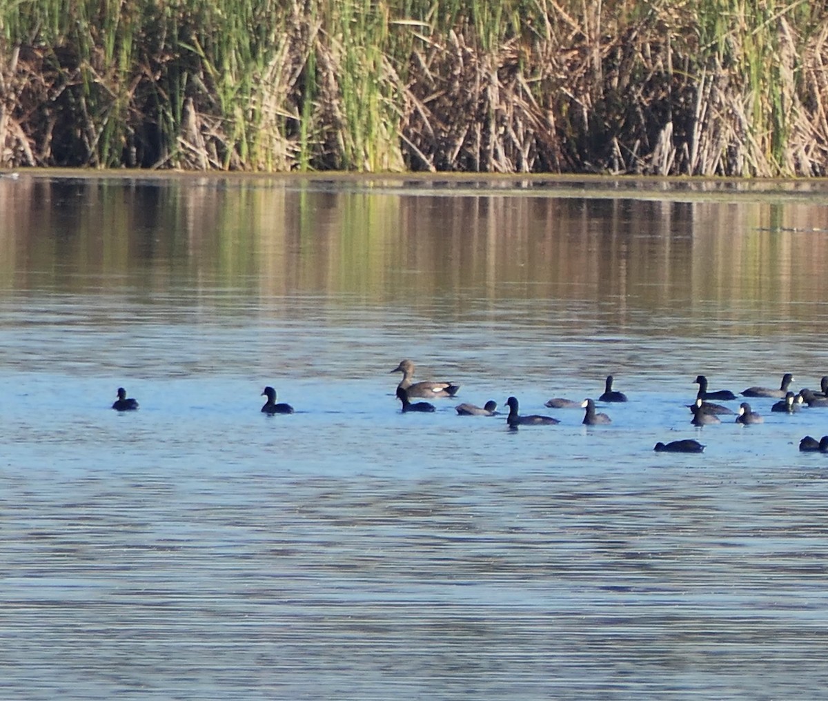 Gadwall - ML522953321