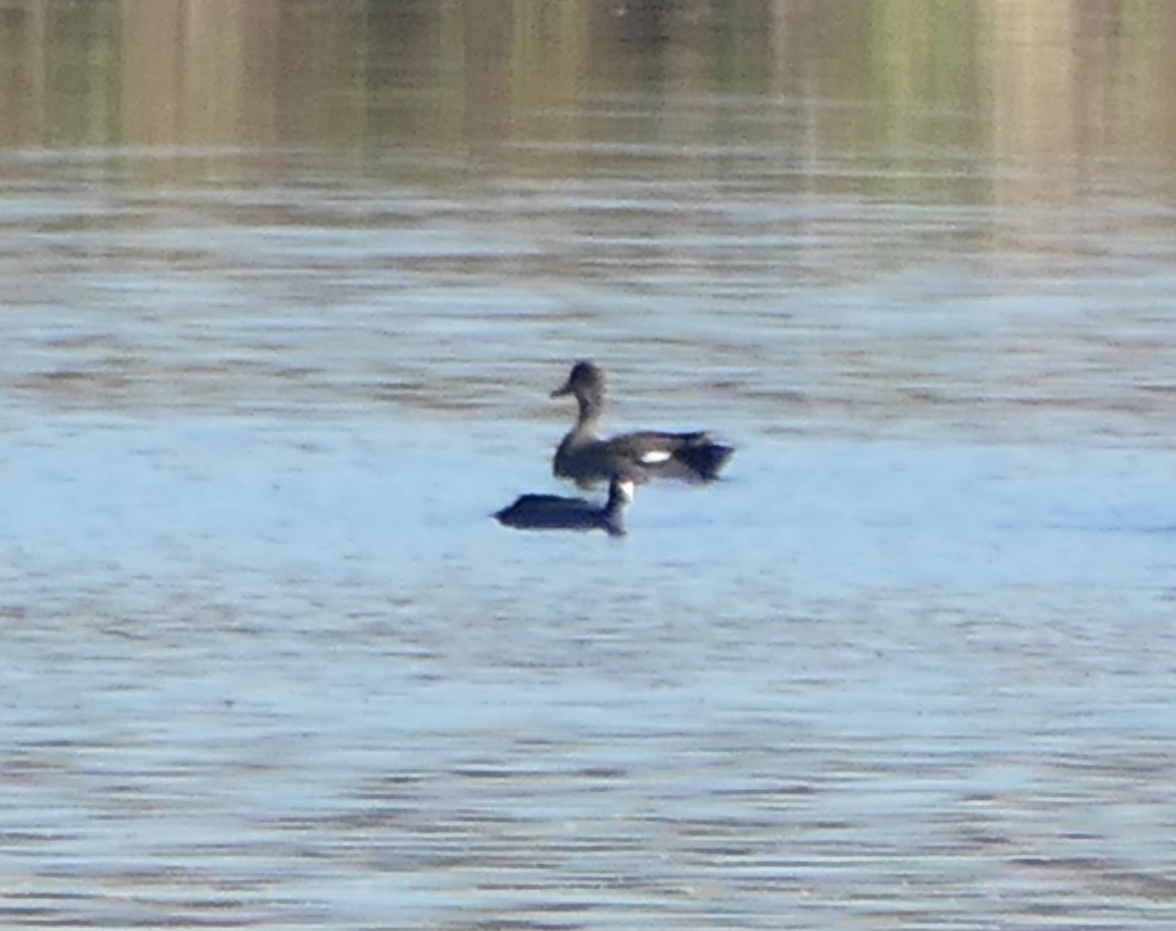 Gadwall - Ron Smith