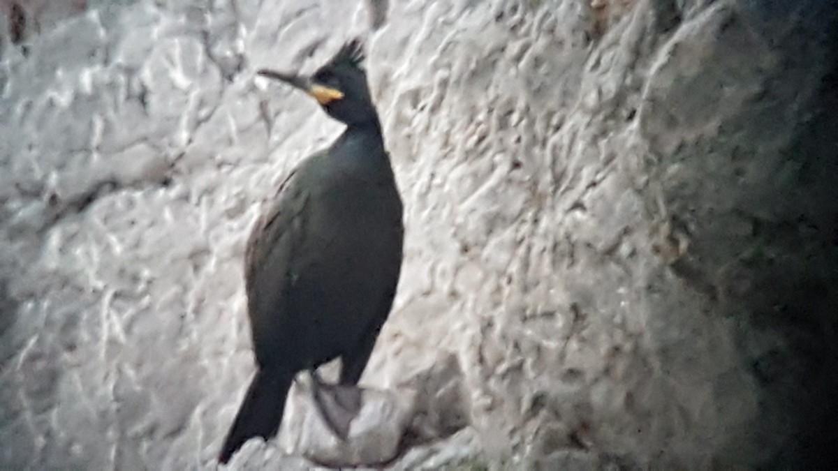 European Shag - ML522953731