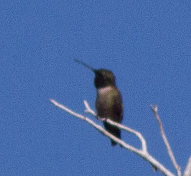 Black-chinned Hummingbird - ML52295401