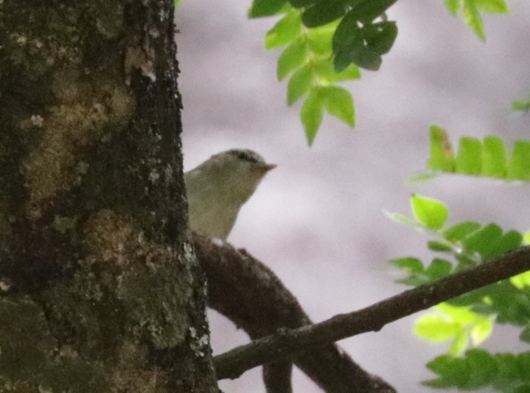 Uganda Woodland-Warbler - ML522954481