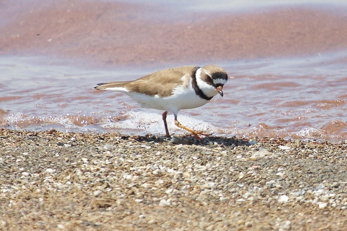Semipalmated Plover - ML52295491