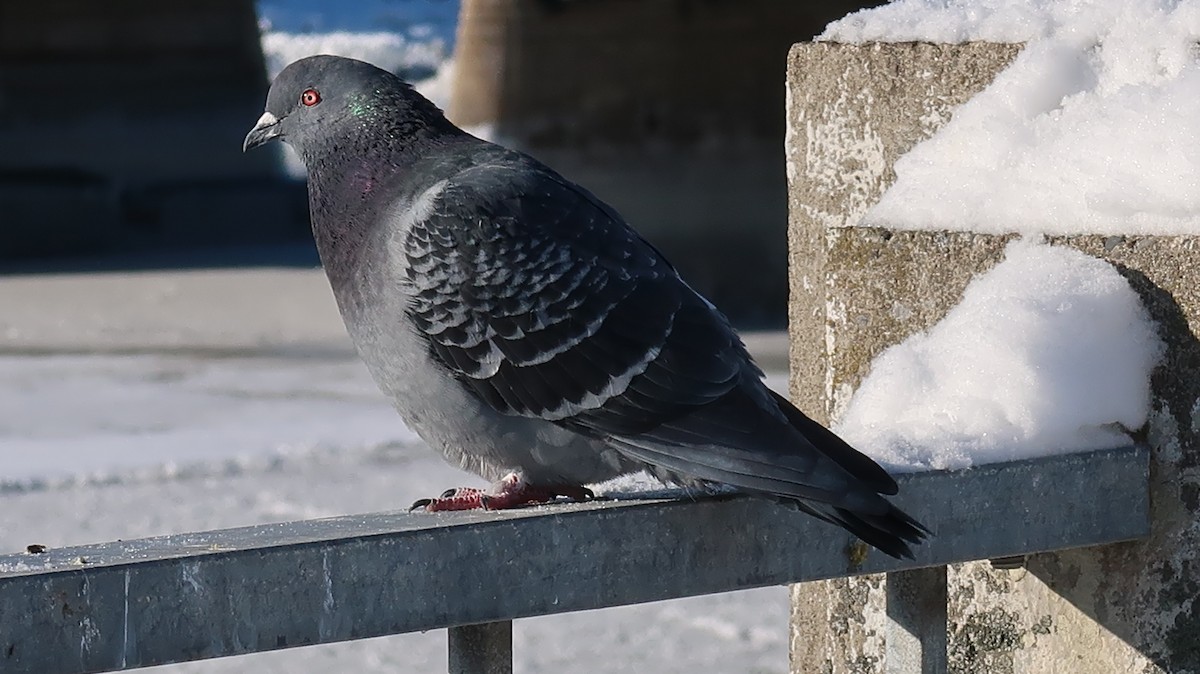 Rock Pigeon (Feral Pigeon) - ML522955291