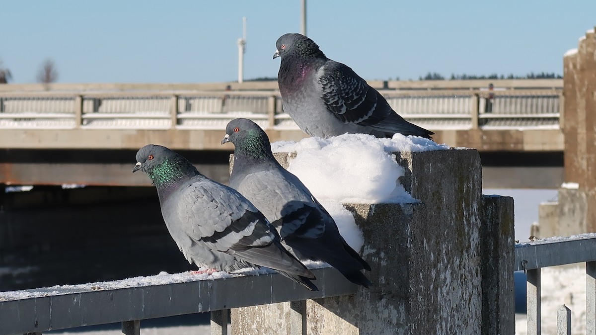 Rock Pigeon (Feral Pigeon) - ML522955301