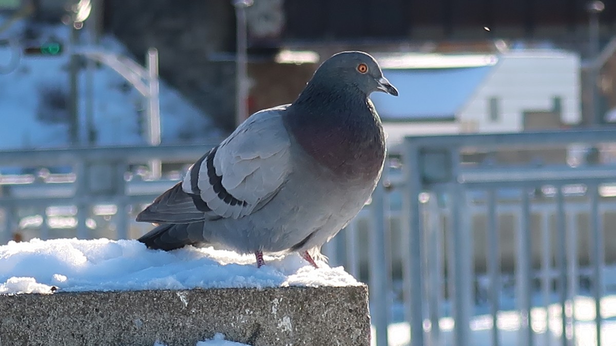 Rock Pigeon (Feral Pigeon) - ML522955331