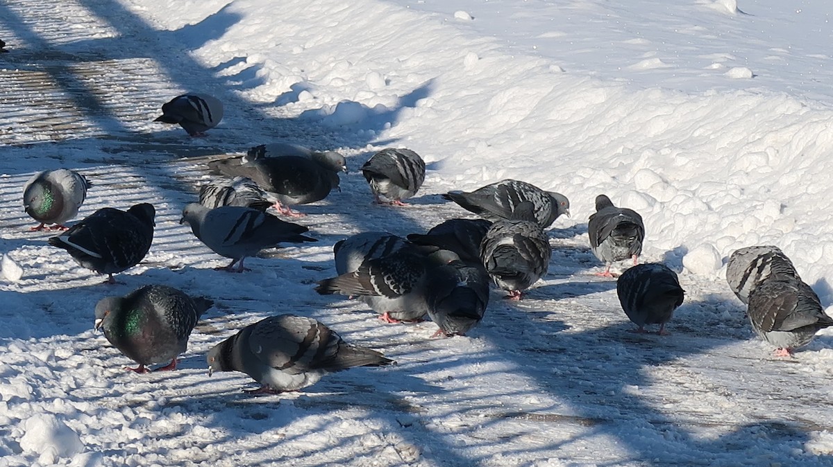 Rock Pigeon (Feral Pigeon) - ML522955341