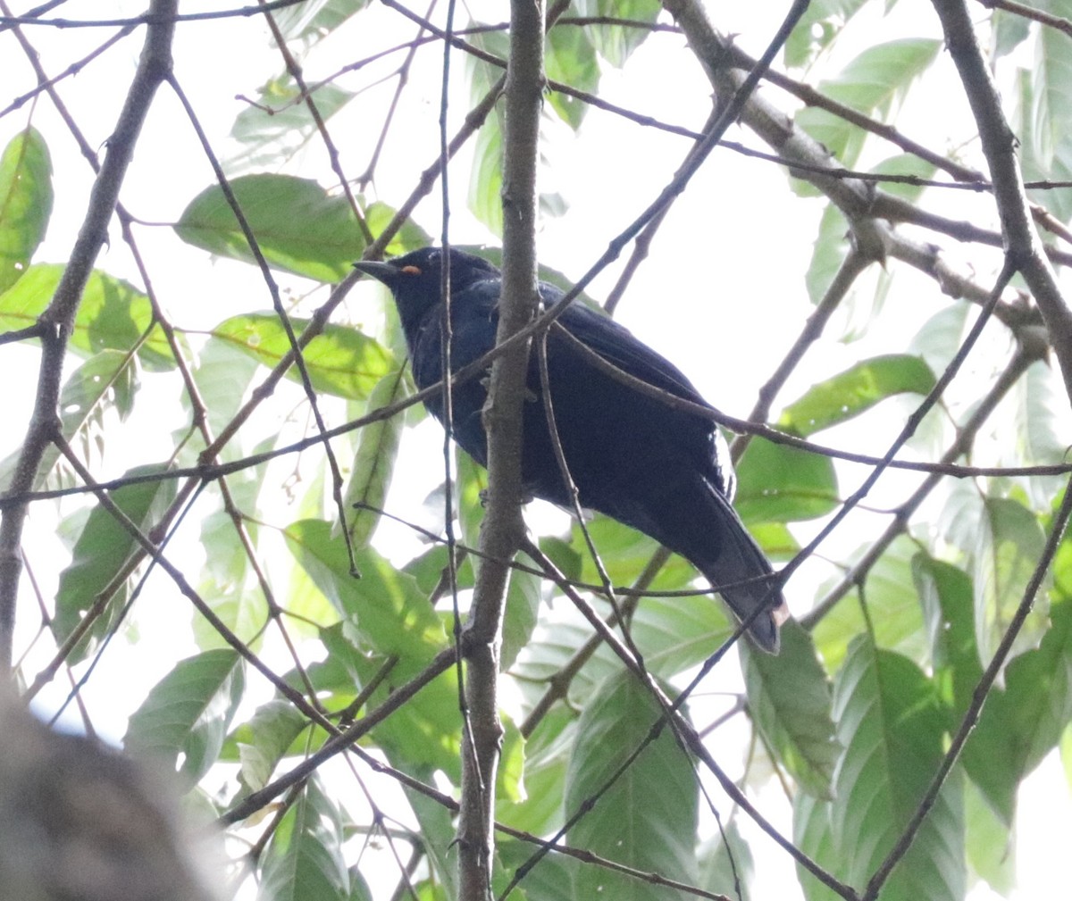 Petit's Cuckooshrike - ML522956051