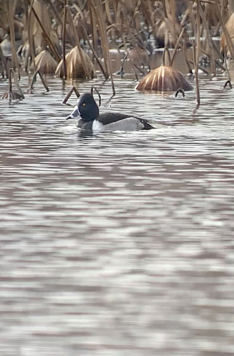 Ring-necked Duck - ML522957761