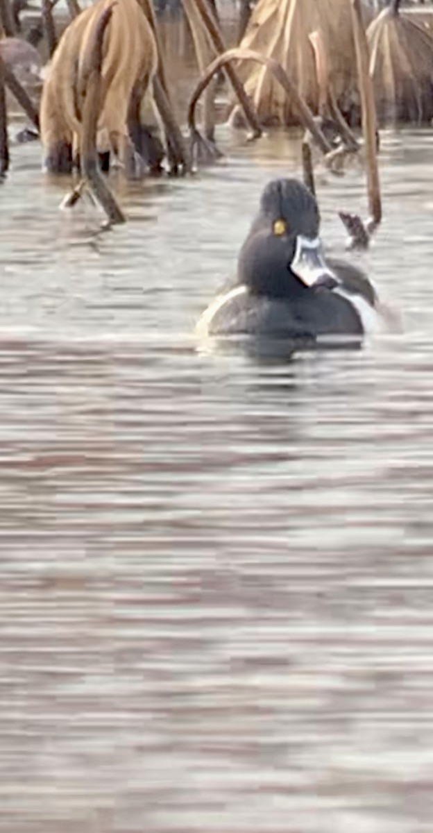 Ring-necked Duck - ML522957771