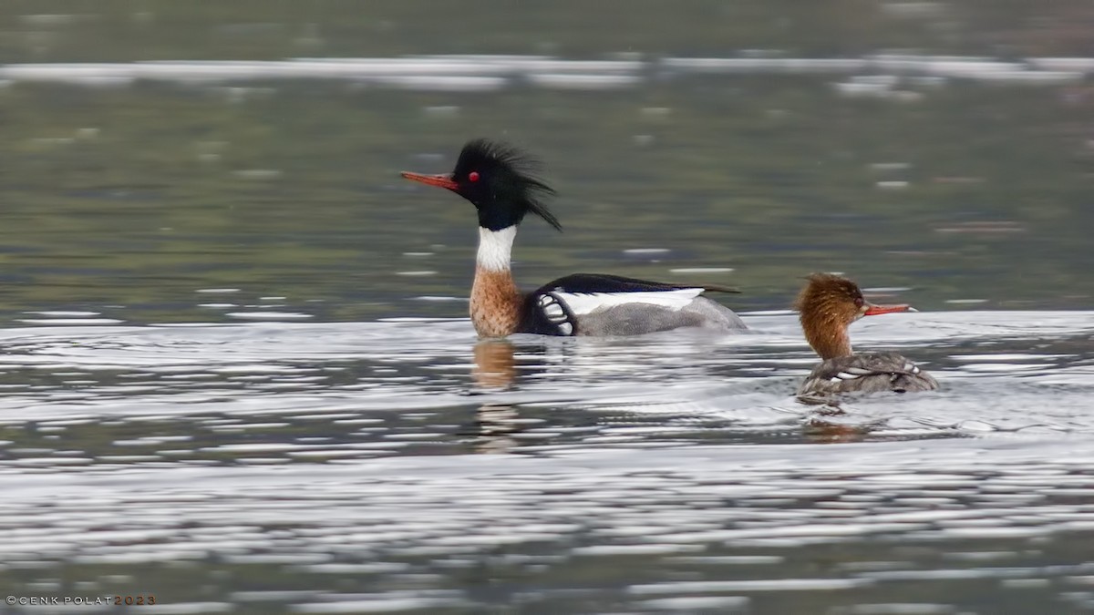 Red-breasted Merganser - Cenk Polat