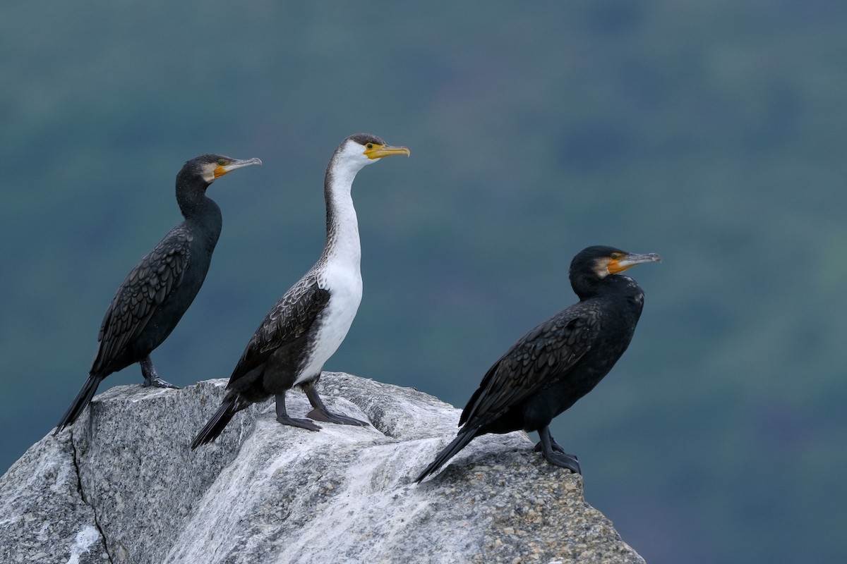 Japanese Cormorant - Roman Lo