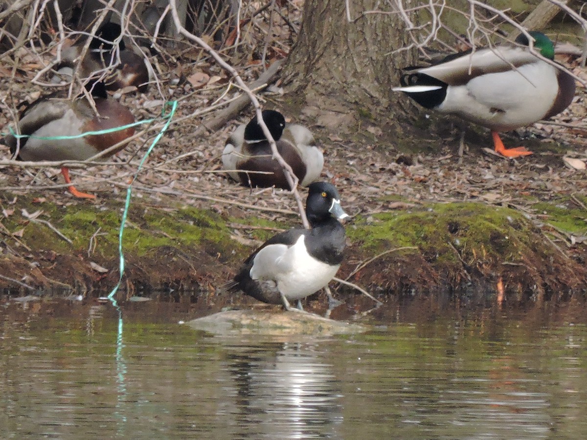 Ring-necked Duck - ML52295901