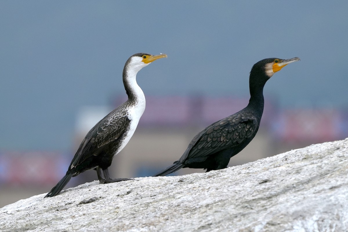 Japanese Cormorant - Roman Lo