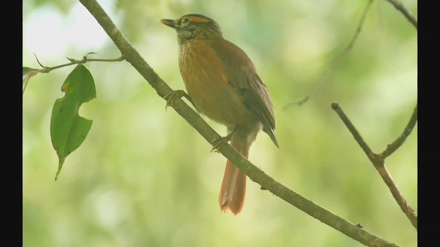 Scaly-throated Foliage-gleaner - ML522959611