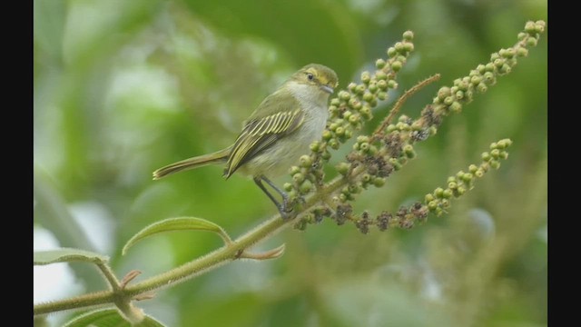 Choco Tyrannulet - ML522959941