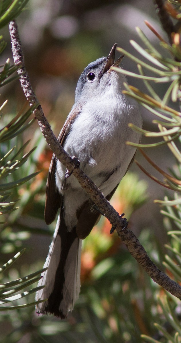 Blue-gray Gnatcatcher (obscura Group) - ML52296001