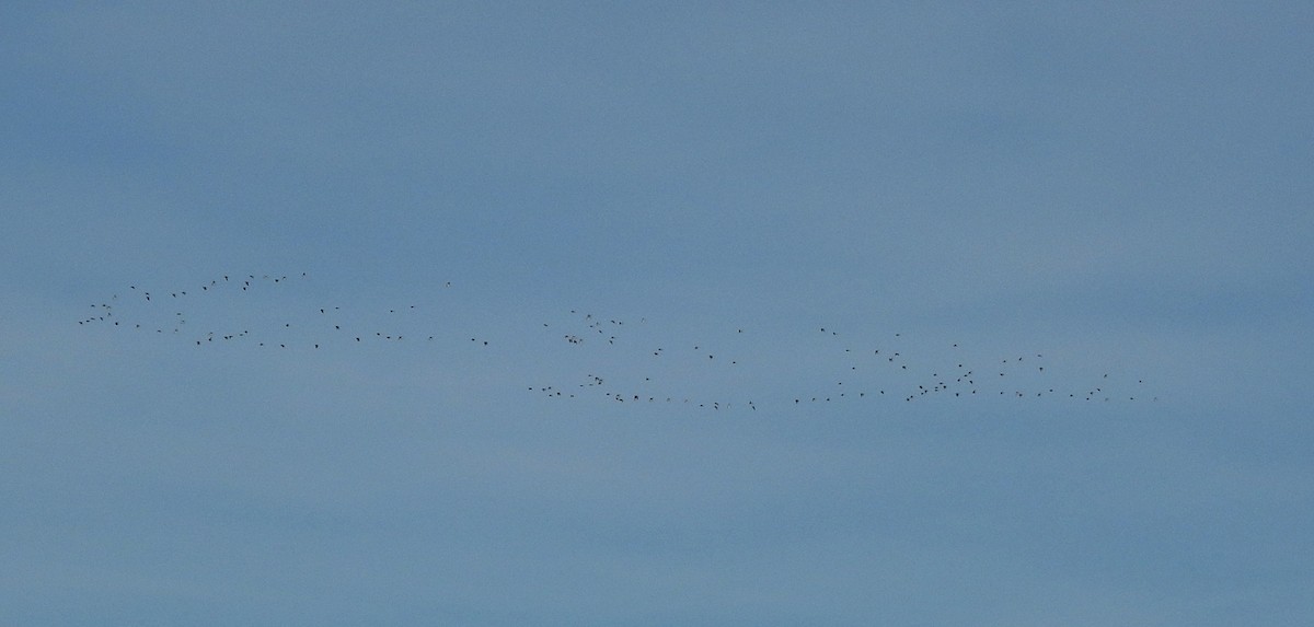 Northern Lapwing - ML522960211