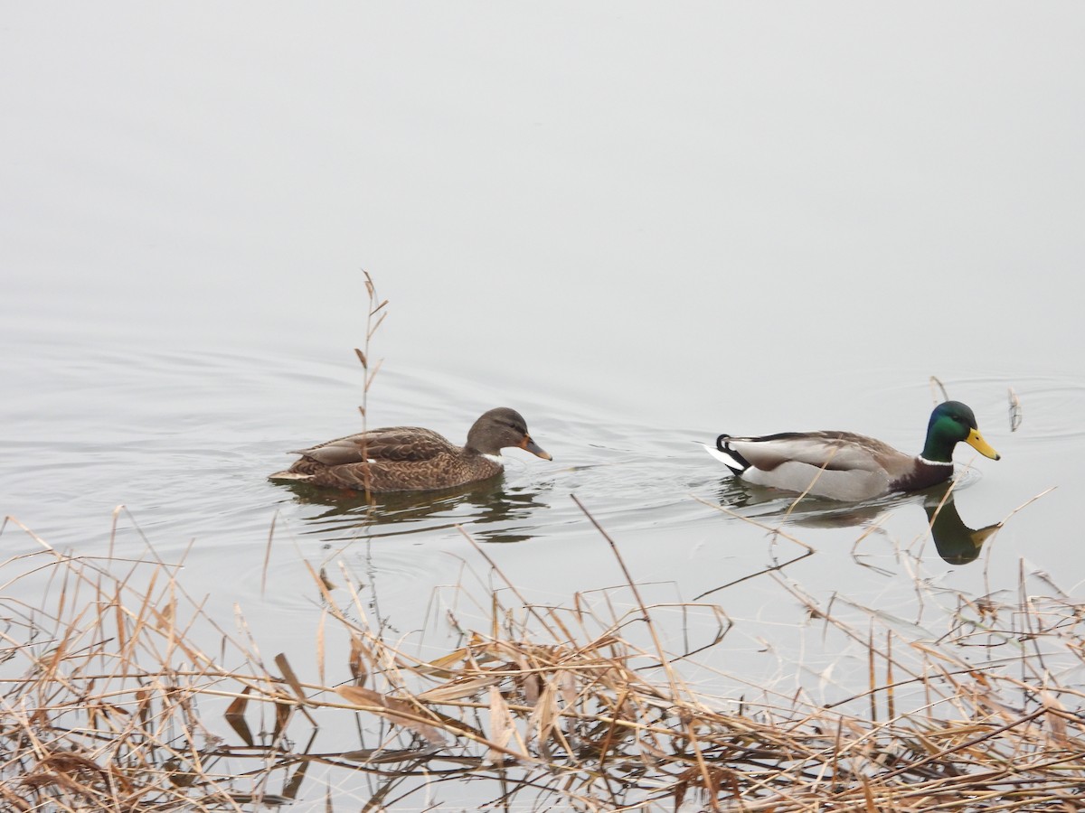 Canard colvert - ML522960731