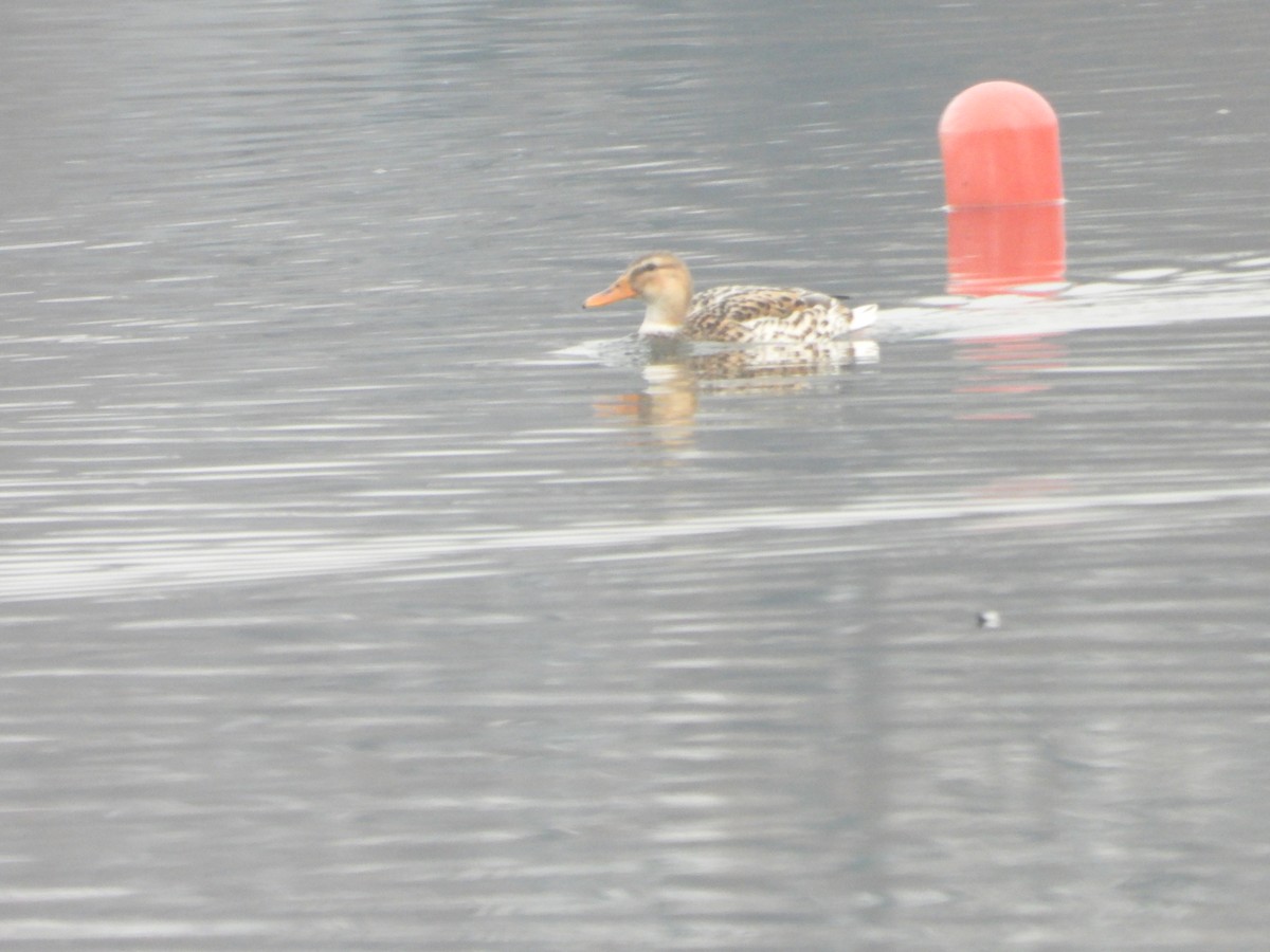 Canard colvert - ML522960741