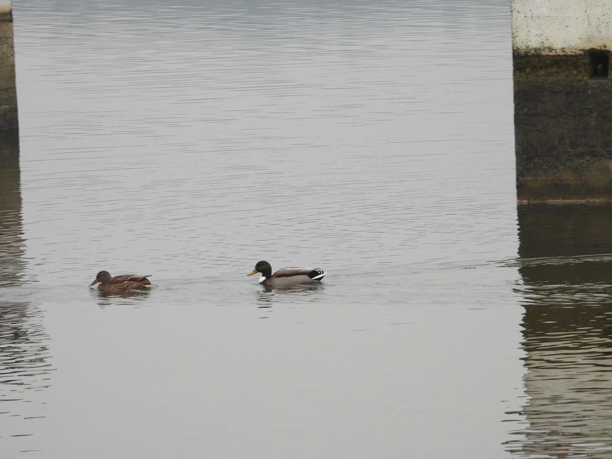 Canard colvert - ML522960751