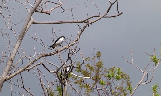 Violet-green Swallow - ML522960861